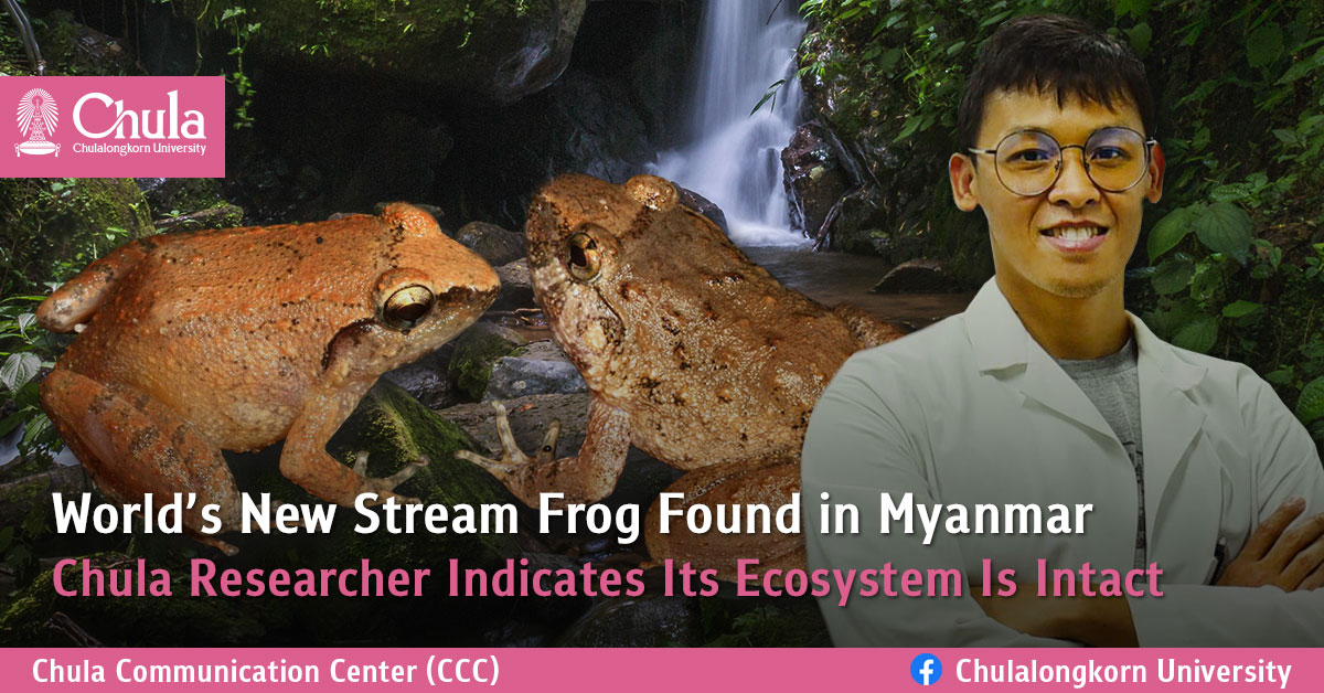 World’s New Stream Frog Found in Myanmar:  Chula Researcher Indicates Its Ecosystem Is Intact