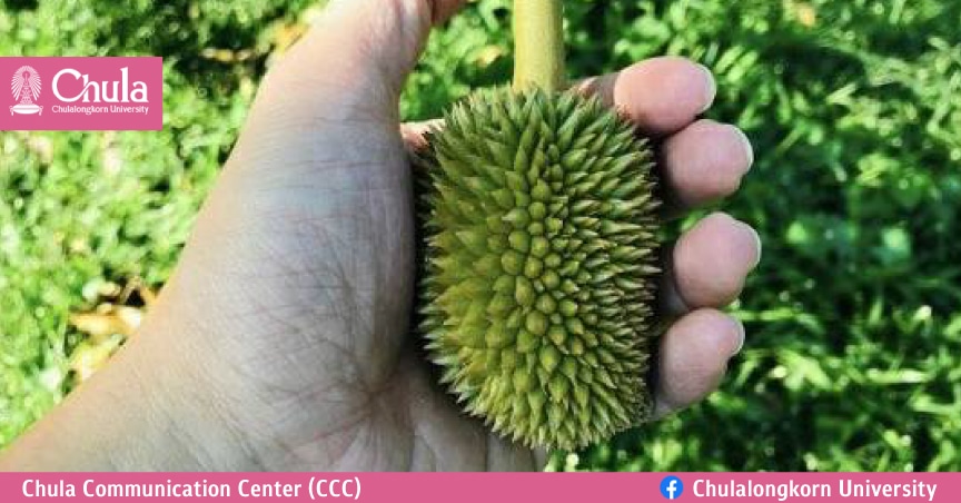 ลดปัญหาถูกทิ้ง!จุฬาฯชี้“ทุเรียนอ่อน”มีสารดีต่อผิว เล็งผลิตเครื่องสำอาง