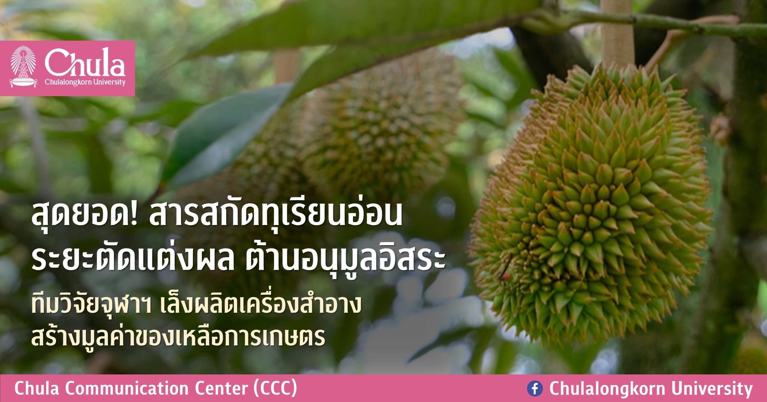 สุดยอด! สารสกัดทุเรียนอ่อนระยะตัดแต่งผล ต้านอนุมูลอิสระ ทีมวิจัยจุฬาฯ เล็งผลิตเครื่องสำอาง สร้างมูลค่าของเหลือการเกษตร