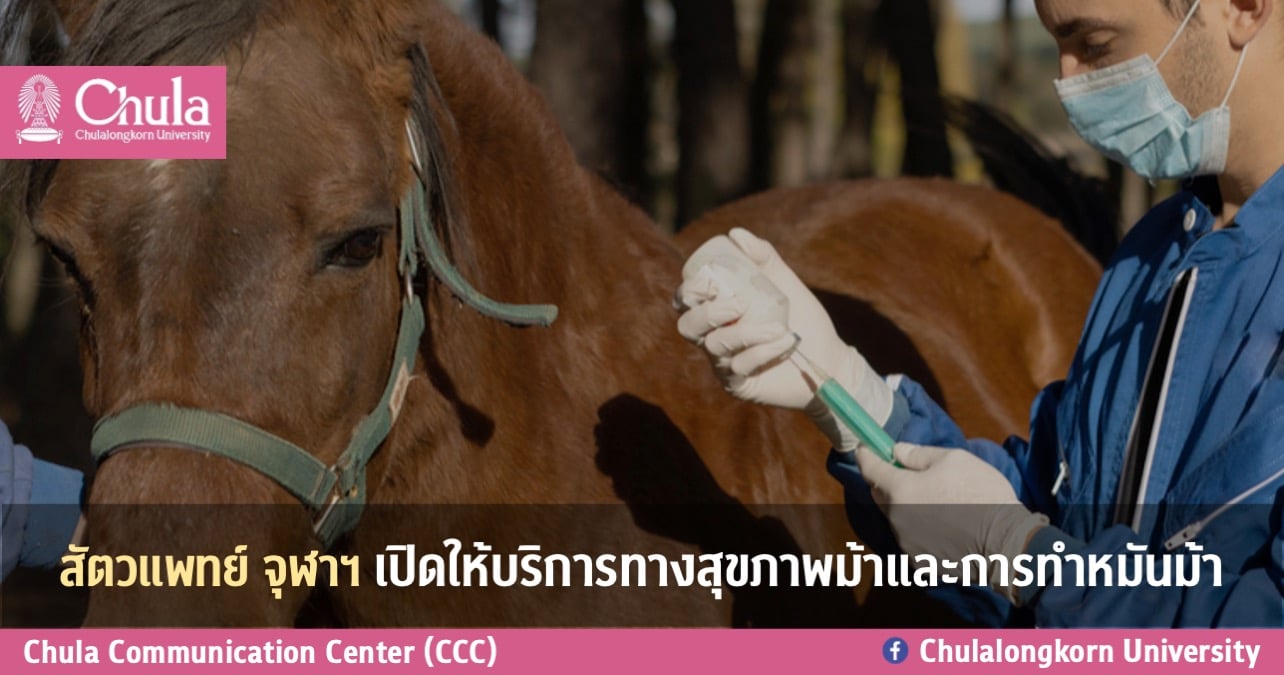 สัตวแพทย์ จุฬาฯ ๶�ปิดให้บริการทางสุขภาพม้าและการทำหมันม้า