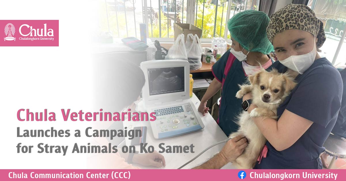 Chula Veterinarians Launches a Campaign for Stray Animals on Ko Samet