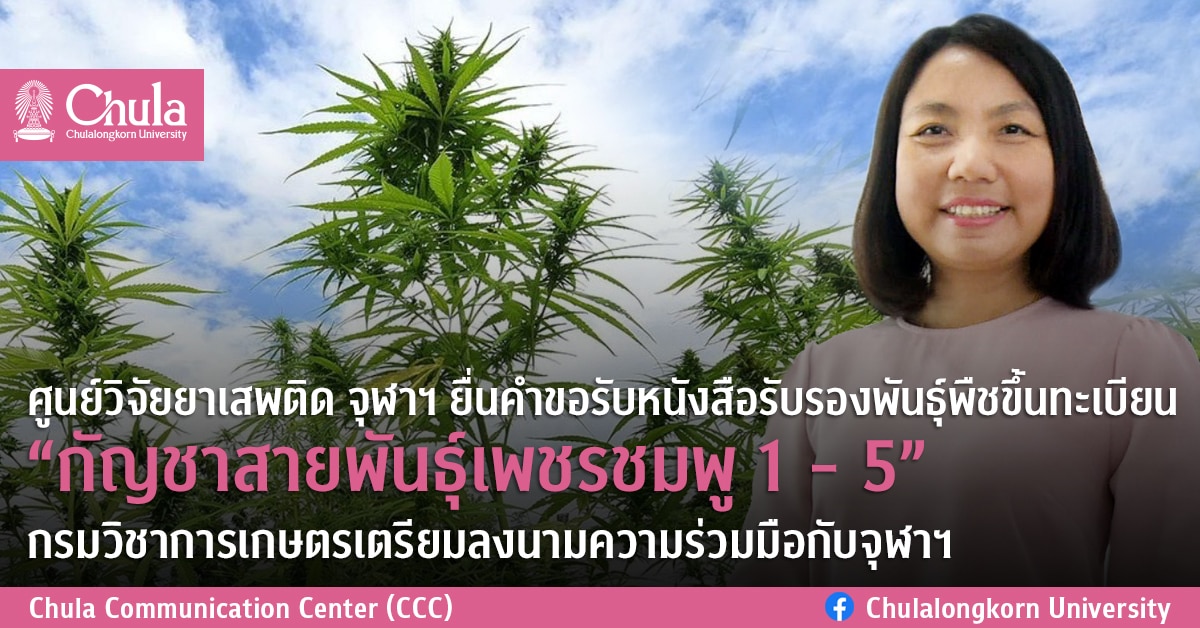 ศูนย์วิจัยยาเสพติด จุฬาฯ ยื่นคำขอรับหนังสือรับรองพันธุ์พืชขึ้นทะเบียน “กัญชาสายพันธุ์เพชรชมพู 1 – 5” กรมวิชาการเกษตรเตรียมลงนามความร่วมมือกับจุฬาฯ