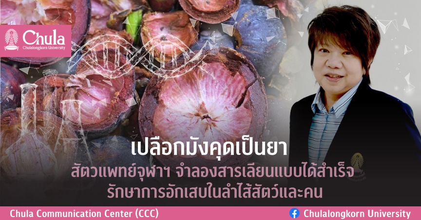 เปลือกมังคุดเป็นยา สัตวแพทย์จุฬาฯ จำลองสารเลียนแบบได้สำเร็จ! รักษาการอักเสบในลำไส้สัตว์และคน