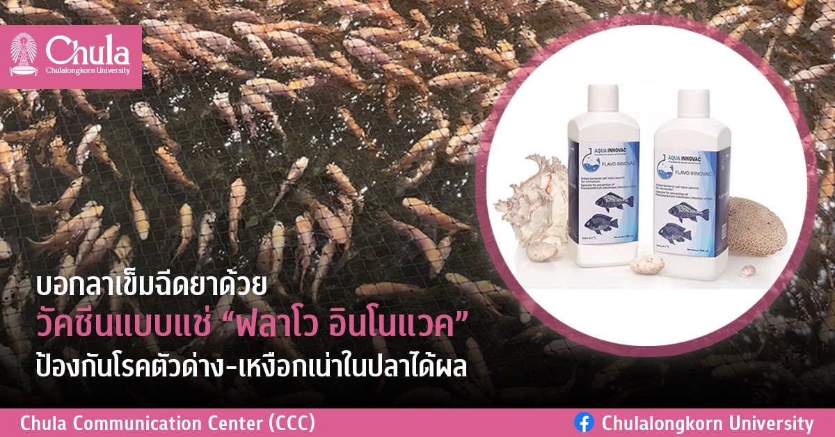 บอกลาเข็มฉีดยาด้วยวัคซีนแบบแช่ “ฟลาโว อินโนแวค” ป้องกันโรคตัวด่าง-เหงือกเน่าในปลาได้ผล