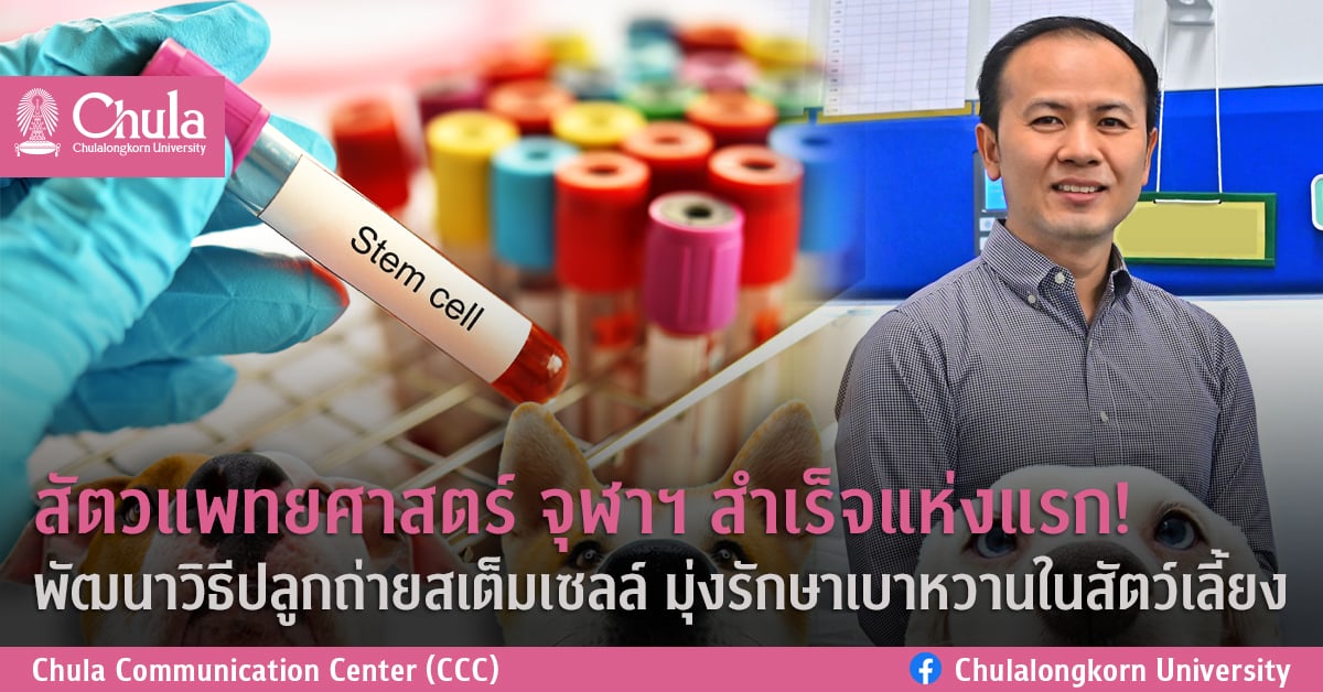 สัตวแพทยศาสตร์ จุฬาฯ สำเร็จแห่งแรก! พัฒนาวิธีปลูกถ่ายสเต็มเซลล์ มุ่งรักษาเบาหวานในสัตว์เลี้ยง