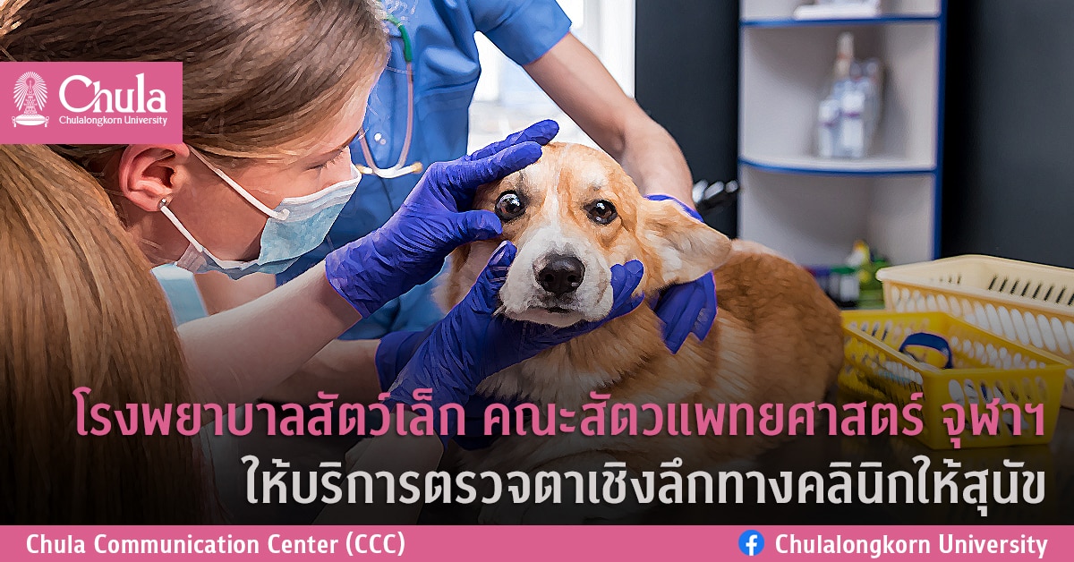 โรงพยาบาลสัตว์เล็ก คณะสัตวแพทยศาสตร์ จุฬาฯ ให้บริการตรวจตาเชิงลึกทางคลินิกให้สุนัข