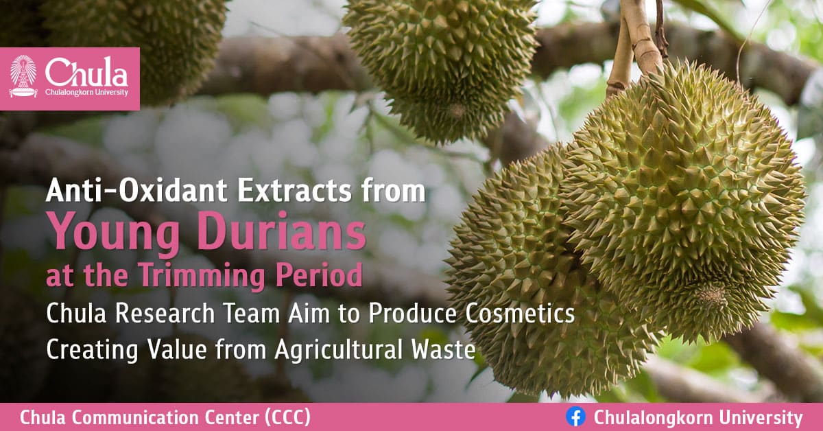 Anti-Oxidant Extracts from Young Durians at the Trimming Period Chula Research Team Aim to Produce Cosmetics Creating Value from Agricultural Waste