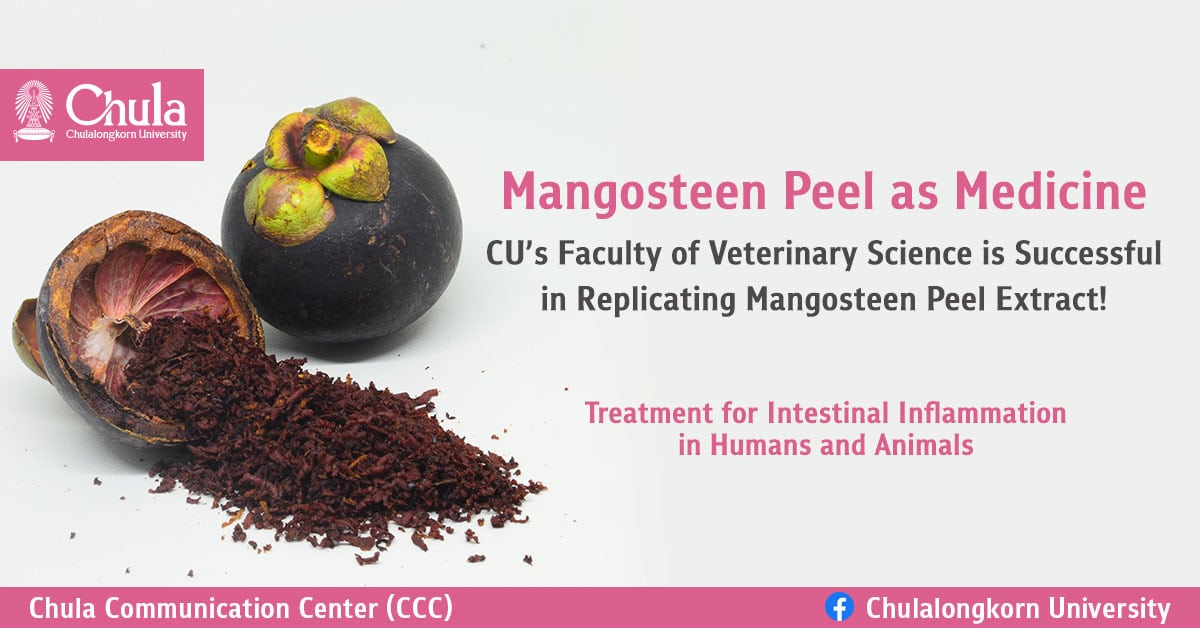 Mangosteen Peel as Medicine – CU’s Faculty of Veterinary Science is Successful in Replicating Mangosteen Peel Extract! Treatment for Intestinal Inflammation in Humans and Animals