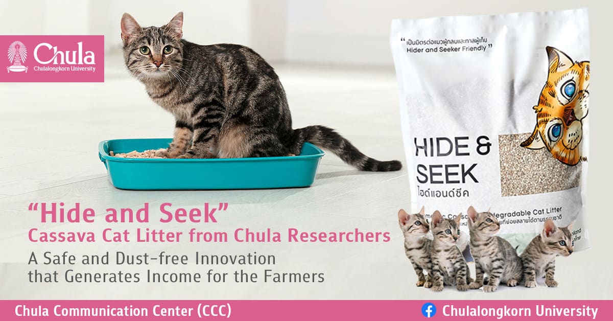“Hide and Seek” Cassava Cat Litter from Chula Researchers: A Safe and Dust-free Innovation that Generates Income for the Farmers