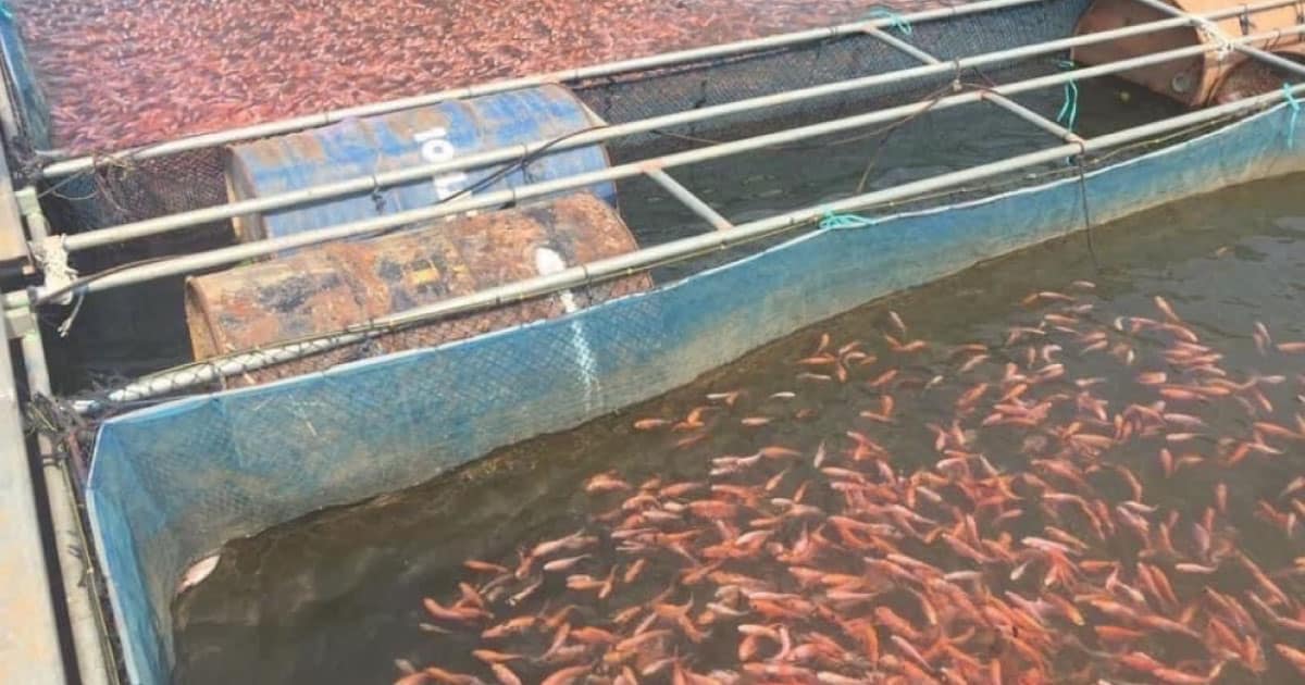 Chula Research Team Develops Nano-Vaccine Option for Fish