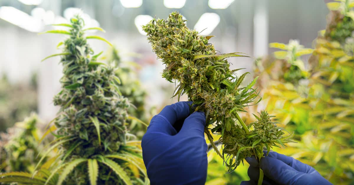 The Department of Agriculture Signs MOU with Chula to Advance Cannabis Development Agreements