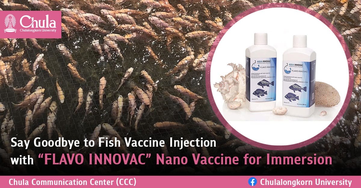 Say Goodbye to Fish Vaccine Injection with “FLAVO INNOVAC” Nano Vaccine for Immersion : The Effective Solution for Prevention of Bacterial Gills Diseases in Fish caused by Flavobacterium spp.