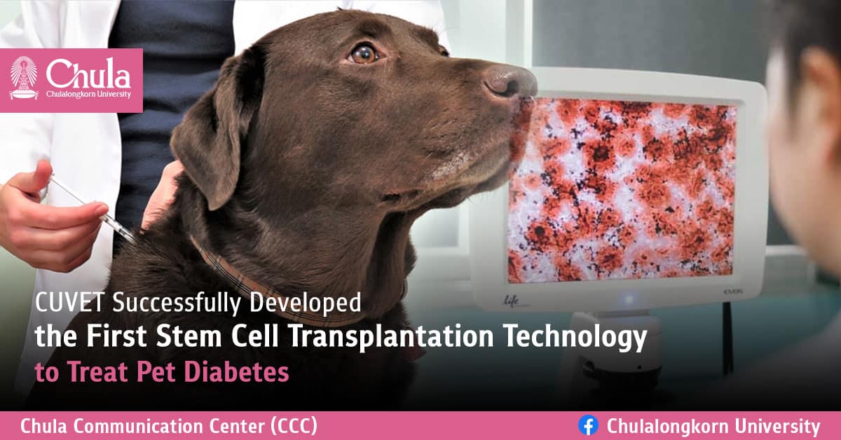 CUVET Successfully Developed the First Stem Cell Transplantation Technology to Treat Pet Diabetes