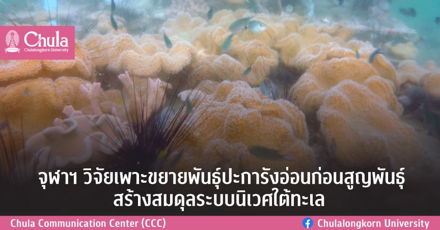 จุฬาฯวิจัยเพาะขยายพันธุ์ปะการังอ่อนก่อนสูญพันธุ์สร้างสมดุลระบบนิเวศใต้ทะเล