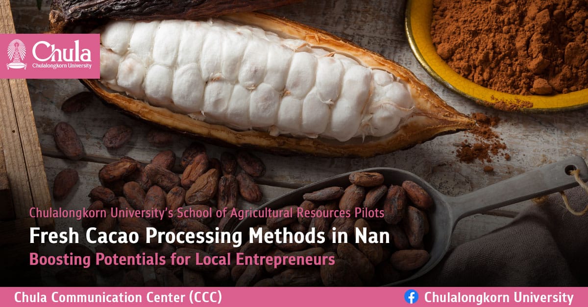 �鶹������s School of Agricultural Resources Pilots Fresh Cacao Processing Methods in Nan, Boosting Potentials for Local Entrepreneurs