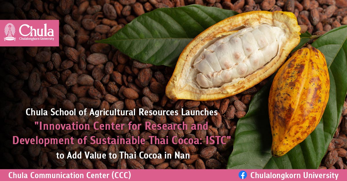 Chula School of Agricultural Resources Launches “Innovation Center for Research and Development of Sustainable Thai Cocoa: ISTC” to Add Value to Thai Cocoa in Nan