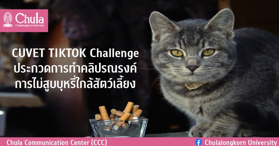 CUVET TIKTOK Challenge ประกวดการทำคลิปรณรงค์การไม่สูบบุหรี่ใกล้สัตว์เลี้ยง