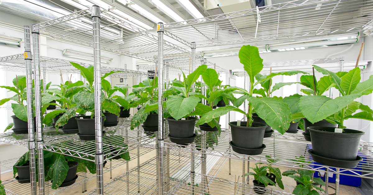 Baiya Working on ‘Milestone’ Cancer Treatment from Tobacco Plant