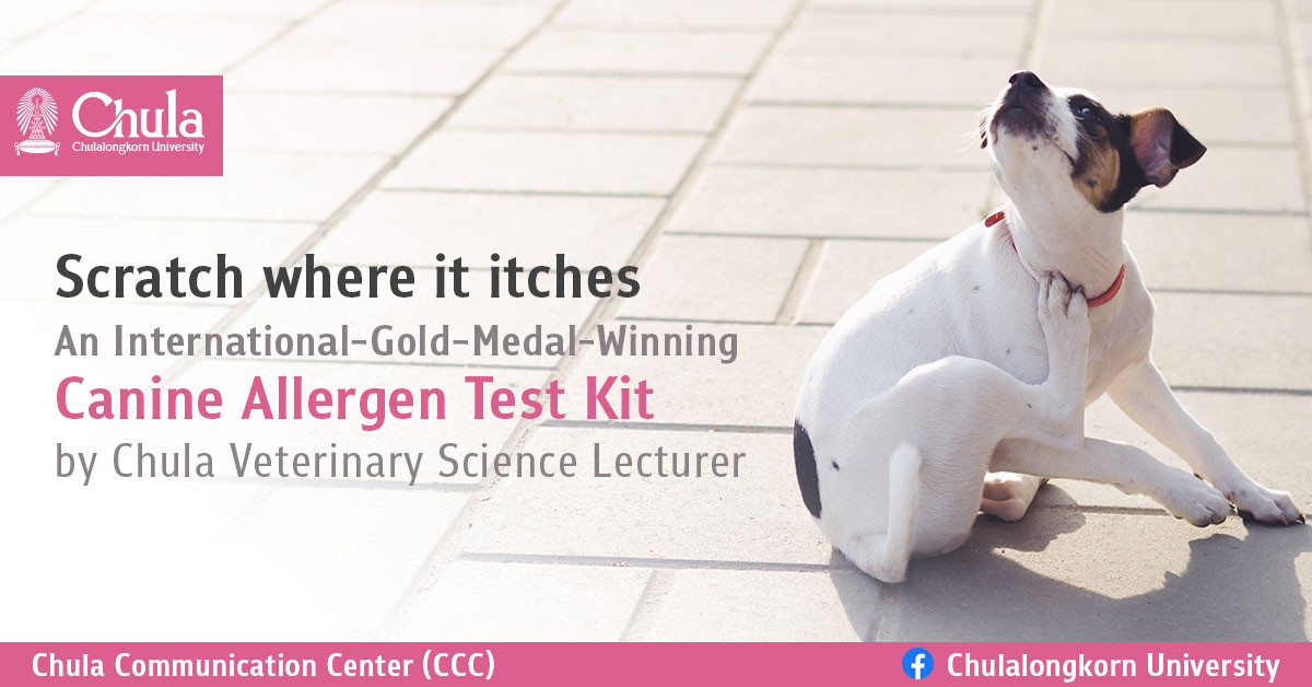 Scratch where it itches – An International-Gold-Medal-Winning Canine Allergen Test Kit by Chula Veterinary Science Lecturer