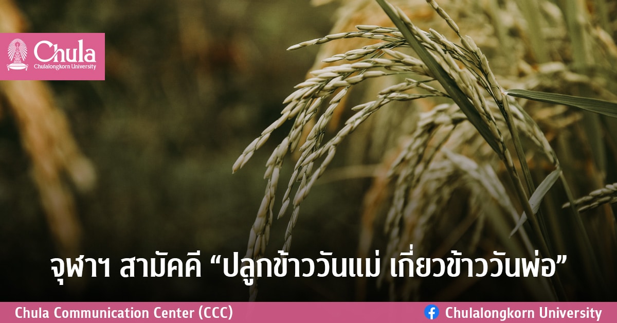 จุฬาฯ สามัคคี “ปลูกข้าววันแม่ เกี่ยวข้าววันพ่อ”