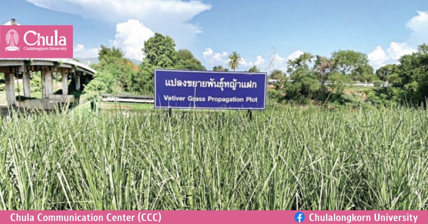 ปลูก ‘หญ้าแฝก’ รับมือเอลนีโญ สืบสาน รักษาและต่อยอด