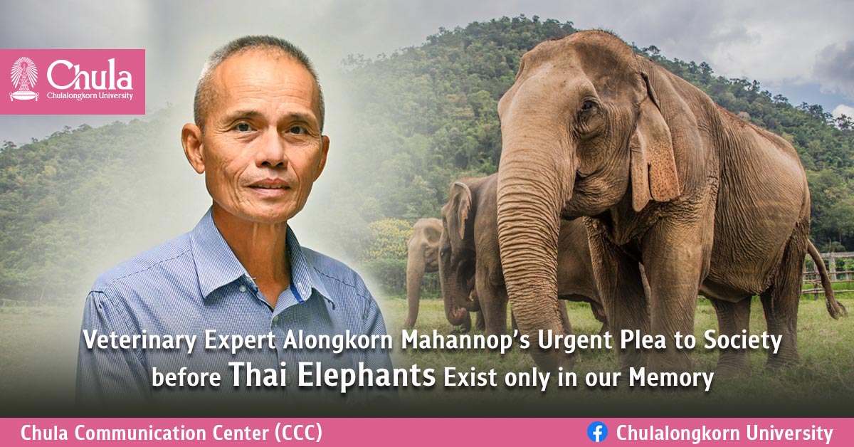 Veterinary Expert Alongkorn Mahannop’s Urgent Plea to Society before Thai Elephants Exist only in our Memory