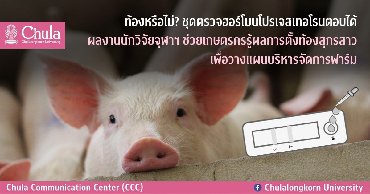 ท้องหรือไม่? ชุดตรวจฮอร์โมนโปรเจสเทอโรนตอบได้ ผลงานนักวิจัยจุฬาฯ ช่วยเกษตรกรรู้ผลการตั้งท้องสุกรสาว เพื่อวางแผนบริหารจัดการฟาร์ม