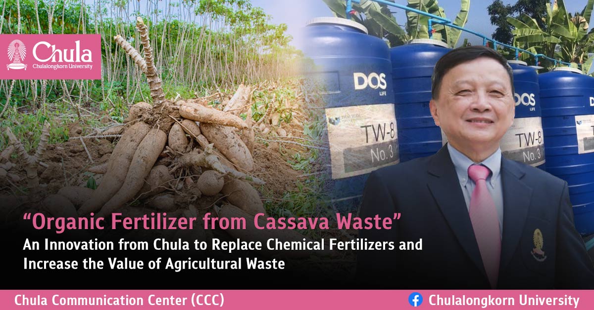 “Organic Fertilizer from Cassava Waste” An Innovation from Chula to Replace Chemical Fertilizers and Increase the Value of Agricultural Waste  