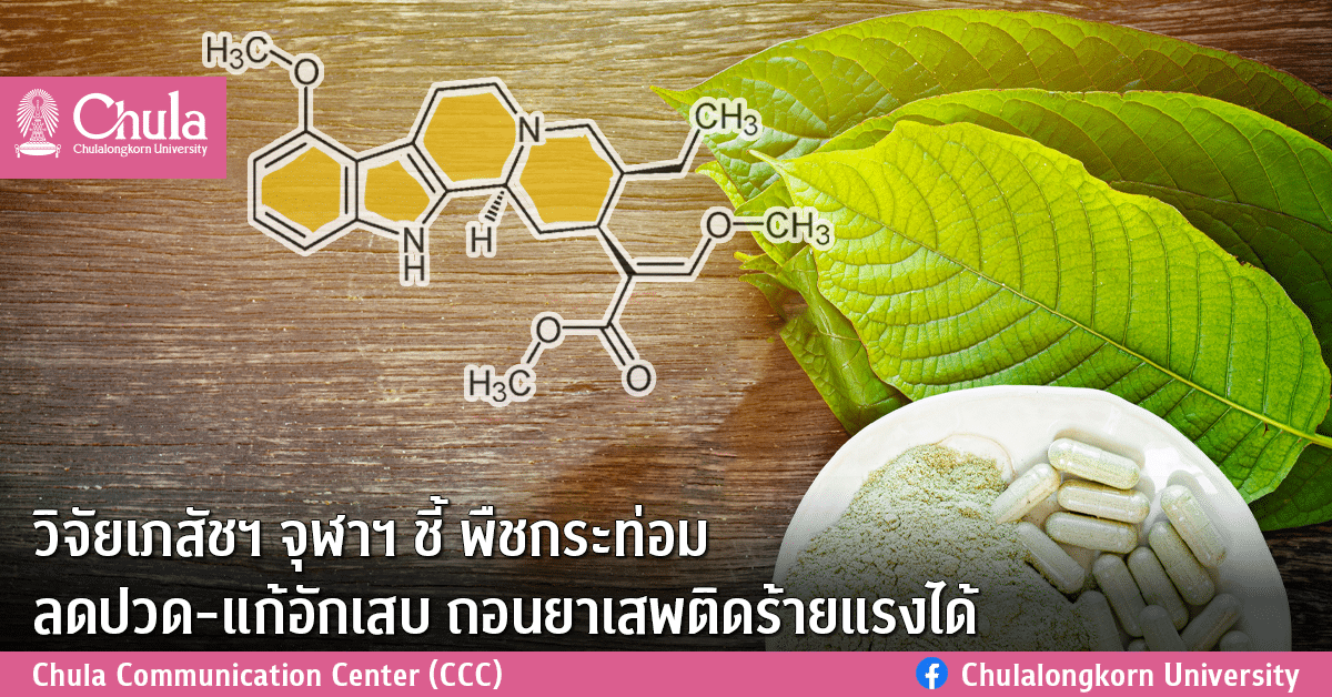 วิจัยเภสัชฯ จุฬาฯ ชี้ พืชกระท่อม ลดปวด-แก้อักเสบ ถอนยาเสพติดร้ายแรงได้