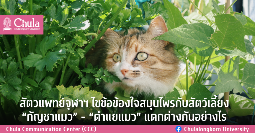 สัตวแพทย์จุฬาฯ ไขข้อข้องใจสมุนไพรกับสัตว์เลี้ยง “กัญชาแมว” – “ตำแยแมว” แตกต่างกันอย่างไร
