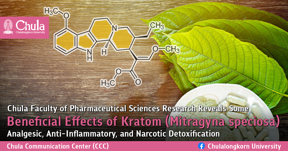 Chula Faculty of Pharmaceutical Sciences Research Reveals Some Beneficial Effects of Kratom(Mitragyna speciosa): Analgesic, Anti-Inflammatory, and Narcotic Detoxification