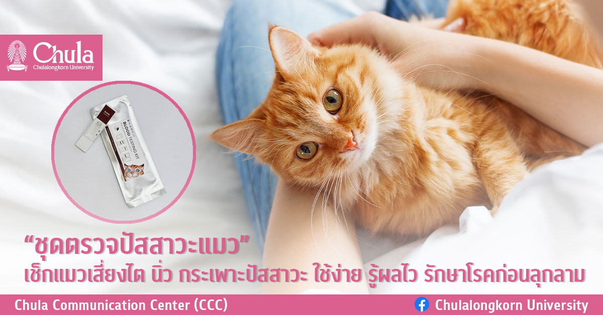 “ชุดตรวจปัสสาวะแมว” เช็กแมวเสี่ยงไต นิ่ว กระเพาะปัสสาวะ   ใช้ง่าย รู้ผลไว รักษาโรคก่อนลุกลาม