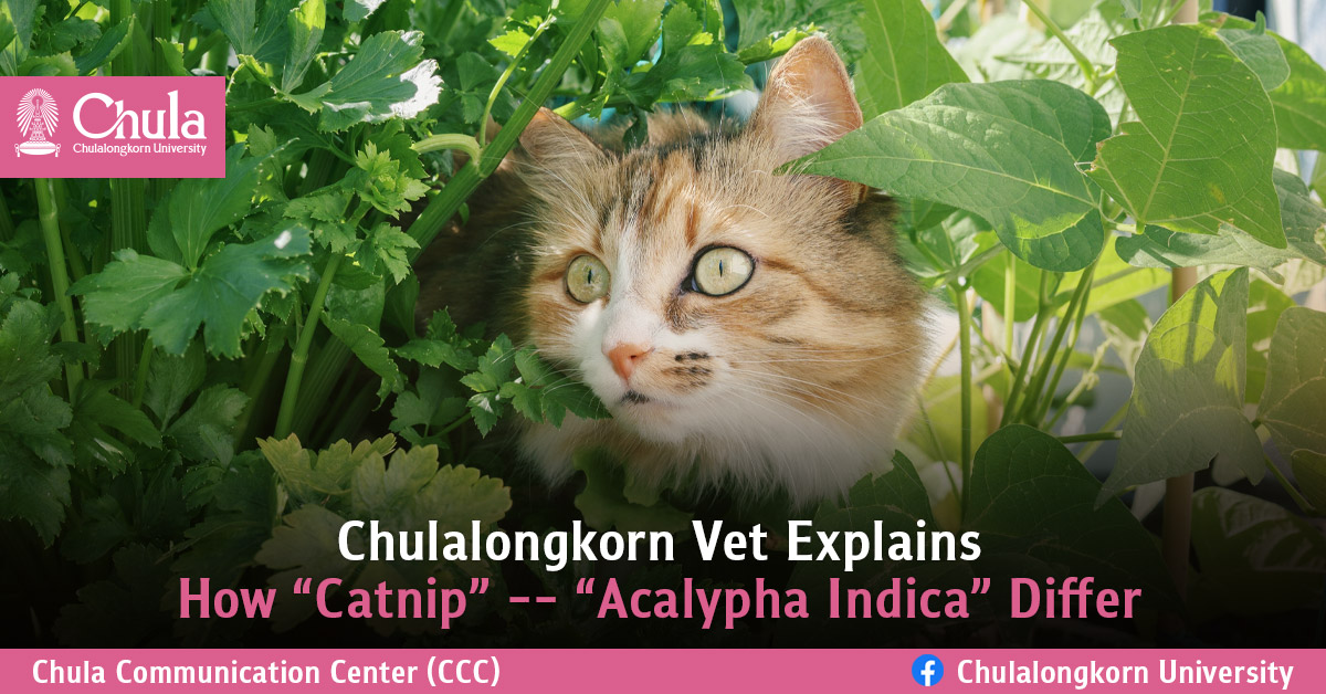 Chulalongkorn Vet Explains How ��Catnip�� — ��Acalypha Indica�� Differ?
