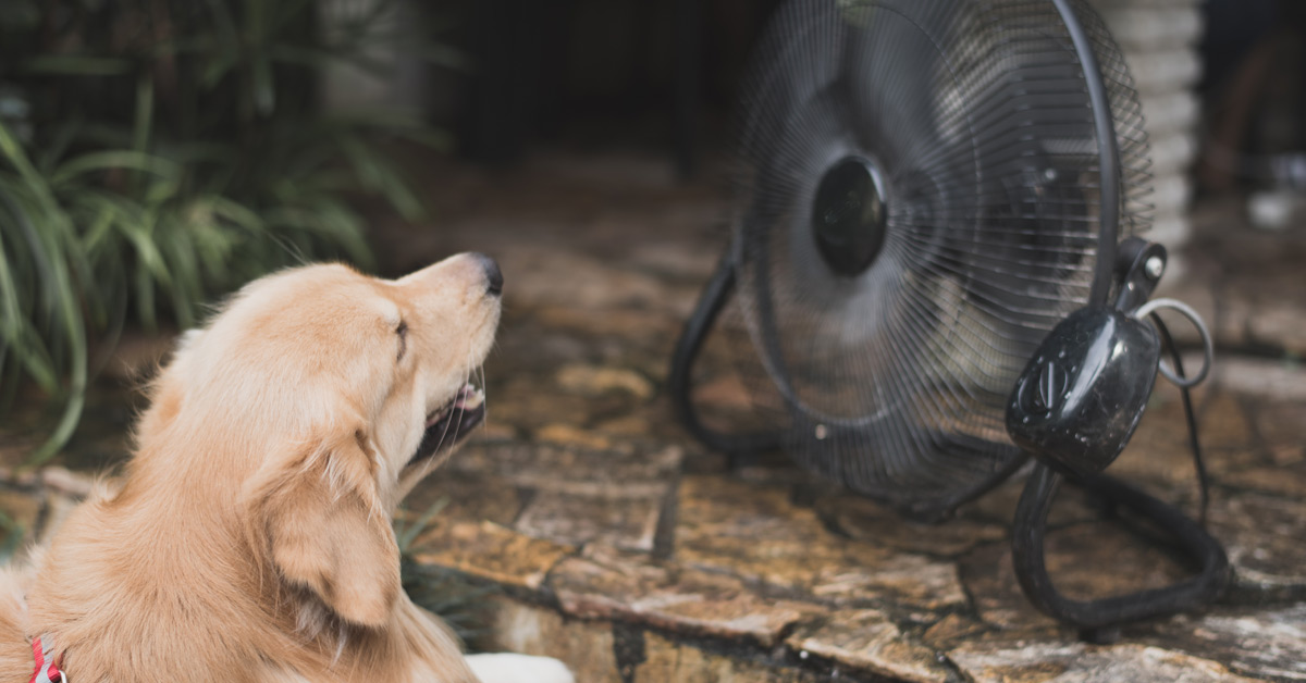 Bangkok Post: Keeping Pets Safe: Chula Expert Shares Tips on How to Stop Your Furry Friends Suffering Heat Stroke