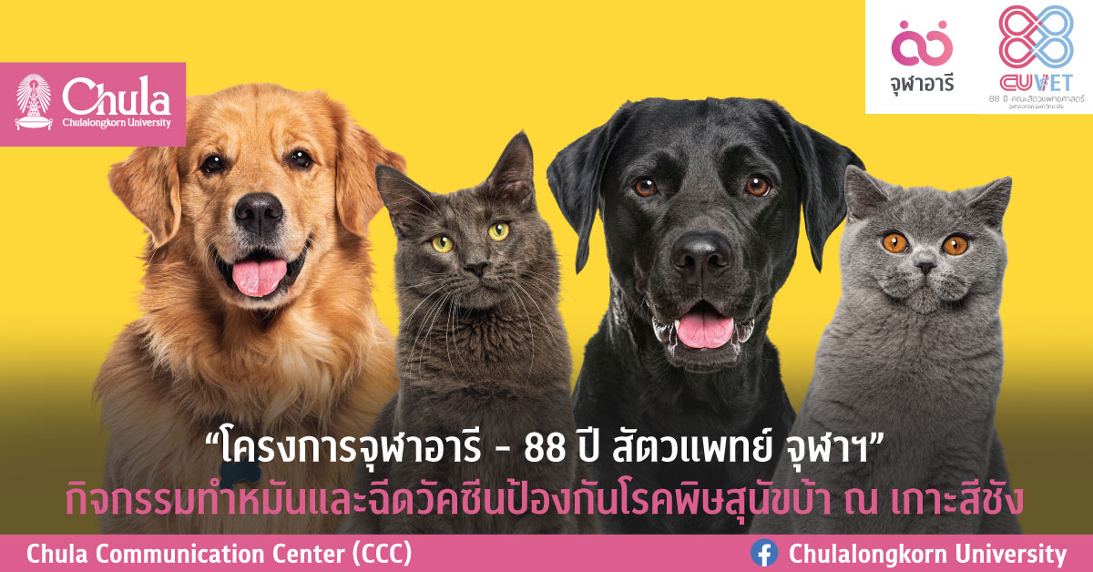 “โครงการจุฬาอารี – 88 ปี สัตวแพทย์ จุฬาฯ” กิจกรรมทำหมันและฉีดวัคซีนป้องกันโรคพิษสุนัขบ้า ณ เกาะสีชัง
