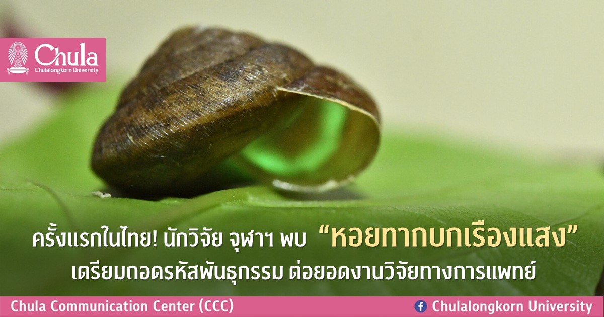 ครั้งแรกในไทย! นักวิจัย จุฬาฯ พบ “หอยทากบกเรืองแสง”เตรียมถอดรหัสพันธุกรรม ต่อยอดงานวิจัยทางการแพทย์