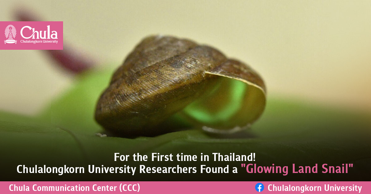 For the First time in Thailand! Chulalongkorn University Researchers Found a “Glowing Land Snail” 