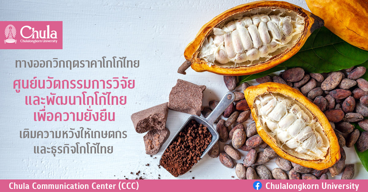 ทางออกวิกฤตราคาโกโก้ไทย “ศูนย์นวัตกรรมการวิจัยและพัฒนาโกโก้ไทยเพื่อความยั่งยืน จุฬาฯ” เติมหวังให้เกษตรกรและธุรกิจโกโก้ไทย