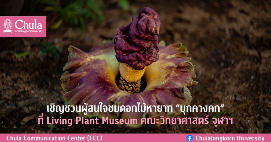 เชิญชวนผู้สนใจชมดอกไม้หายาก “บุกคางคก” ที่ Living Plant Museum คณะวิทยาศาสตร์ จุฬาฯ