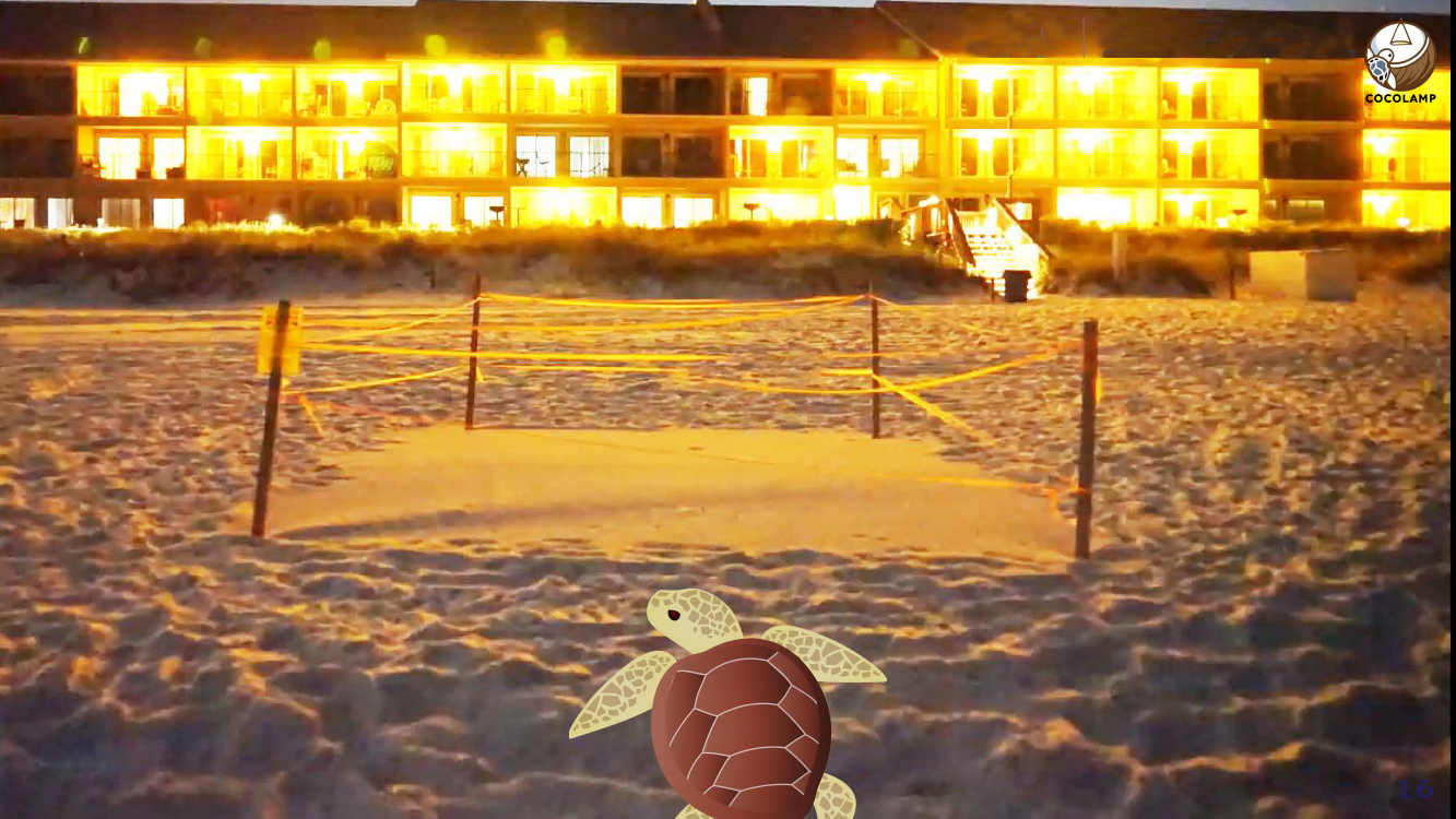 COCOLAMP is friendly to sea turtles and nature 