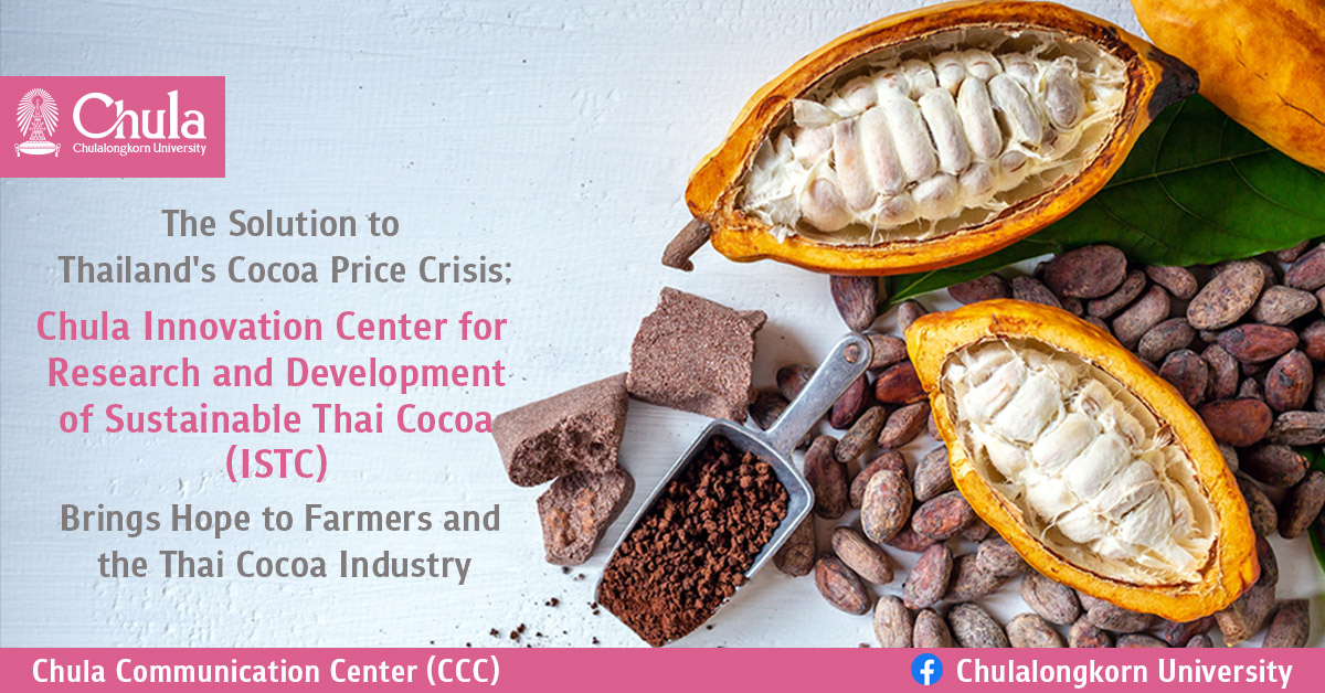 The Solution to Thailand’s Cocoa Price Crisis: Chula’s “Innovation Center for Research and Development of Sustainable Thai Cocoa (ISTC)” Brings Hope to Farmers and the Thai Cocoa Industry 