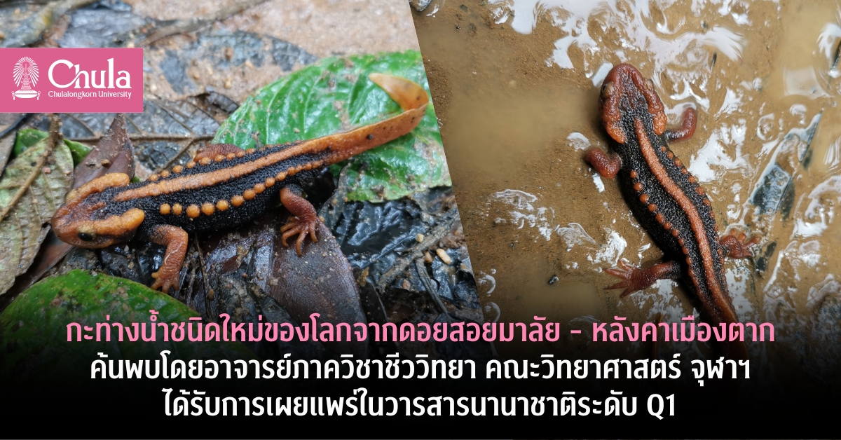 กะท่างน้ำชนิดใหม่ของโลกจากดอยสอยมาลัย – หลังคาเมืองตาก ค้นพบโดยอาจารย์ภาควิชาชีววิทยา คณะวิทยาศาสตร์ จุฬาฯ ได้รับการเผยแพร่ในวารสารนานาชาติระดับ Q1