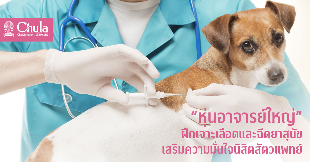 “หุ่นอาจารย์ใหญ่” ฝึกเจาะเลือดและฉีดยาสุนัข เสริมความมั่นใจนิสิตสัตวแพทย์