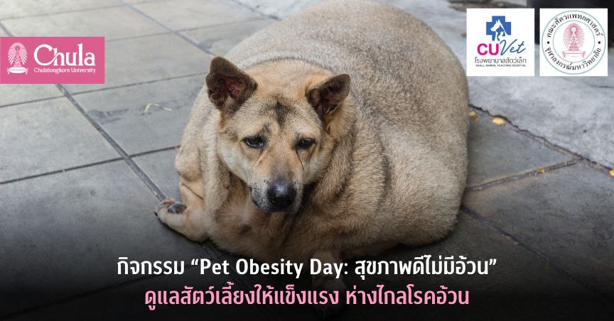 กิจกรรม “Pet Obesity Day: สุขภาพดีไม่มีอ้วน” ดูแลสัตว์เลี้ยงให้แข็งแรง ห่างไกลโรคอ้วน