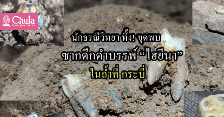 นักธรณีวิทยาทึ่ง! ขุดพบซากดึกดำบรรพ์ “ไฮยีนา” ในถ้ำที่กระบี่