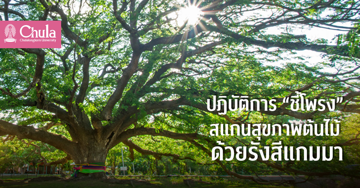 ปฏิบัติการ “ชี้โพรง” สแกนสุขภาพต้นไม้ด้วยรังสีแกมมา