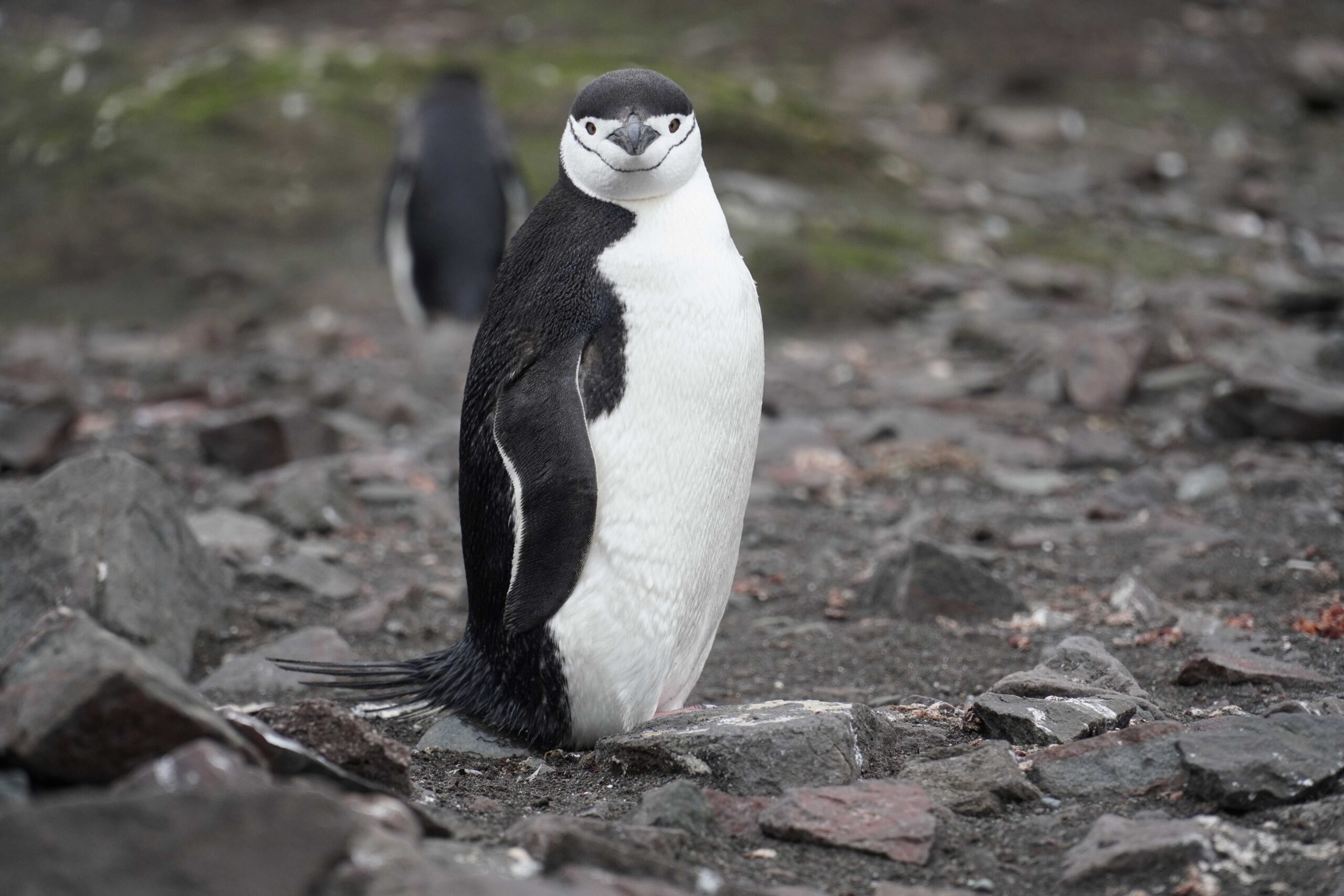 An extreme mission, Chulalongkorn researchers travel to the Antarctic?To Investigate the Impacts of Global Warming and Microplastic Waste