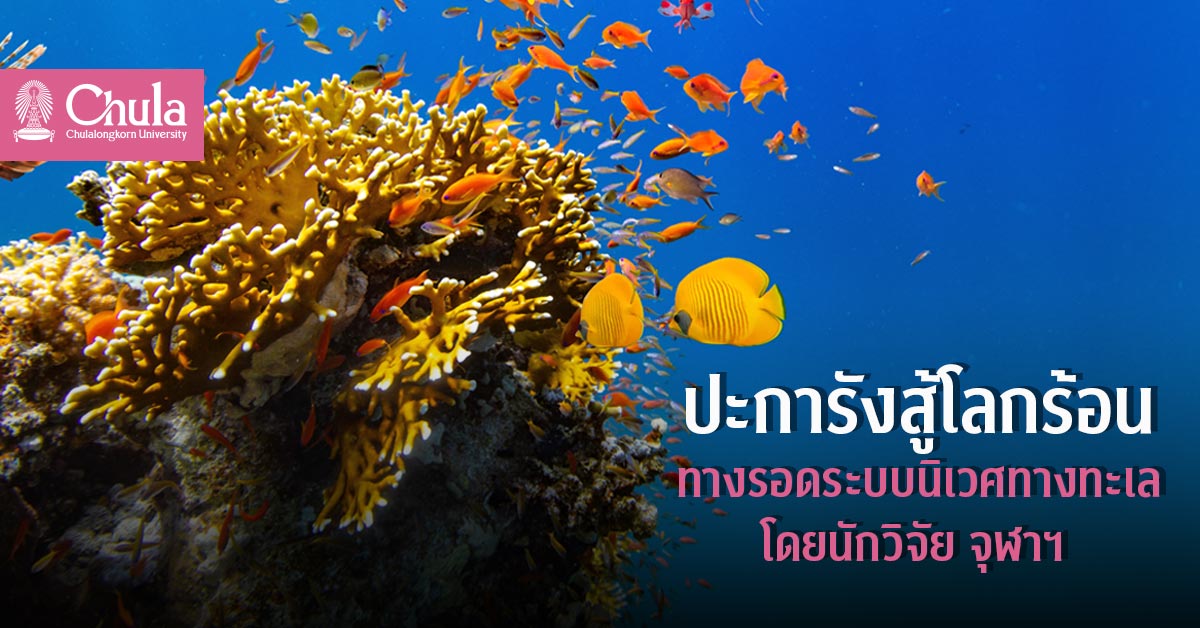 นักวิจัย จุฬาฯ พัฒนา “ปะการังสู้โลกร้อน” เพื่อทางรอดระบบนิเวศทางทะเล