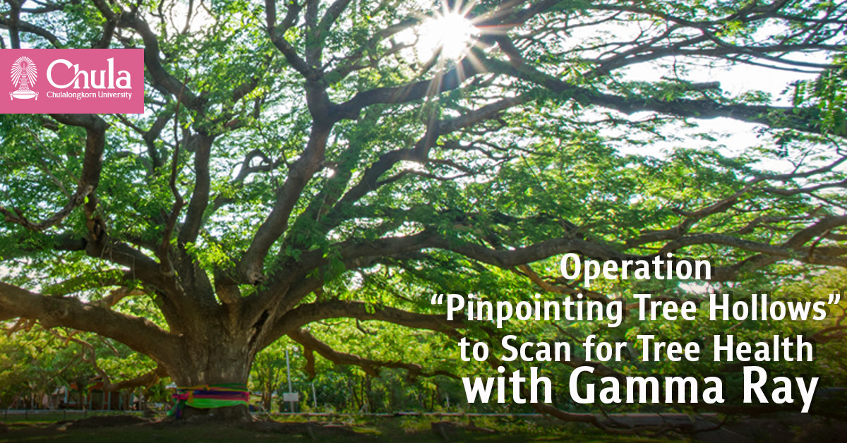 Operation “Pinpointing Tree Hollows” to Scan for Tree Health with Gamma Ray 