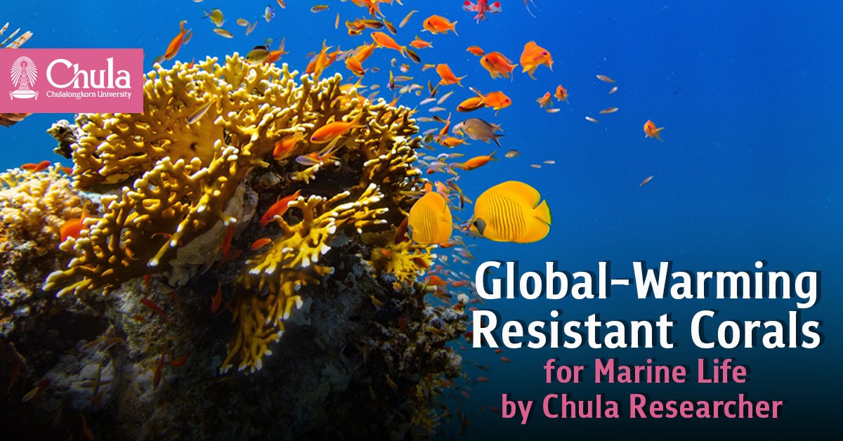 Chula Researcher Develops “Global-Warming Resistant Corals” for the Survival of Marine Ecosystems